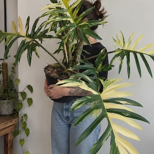 Philodendron erubescens - Etsy 日本