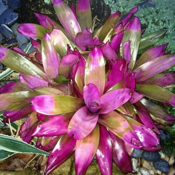 Melo116 Succulent Neoregelia colorful bromeliad green plant 10 seeds