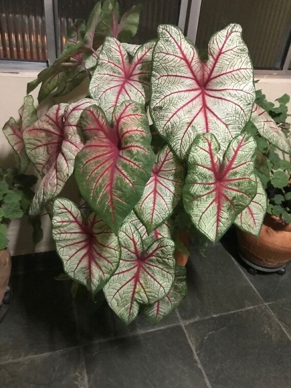 elefantenfu palmenerde Elefantenfu - Beaucarnea recurvata