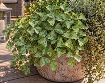 Oxalis Triangularis Mystic Variegata – Trifoglio variegato 2 rizomi
