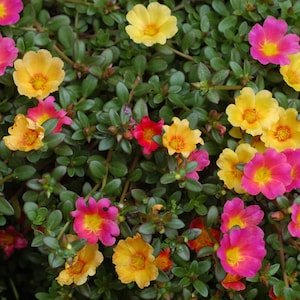 Blooms80 Portulakröschen Mischung Mix 30 Samen