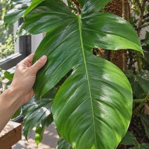 Blooms2878 Philodendron Squamiferum Klätterväxt Exotisk Krukväxt 3 Frön