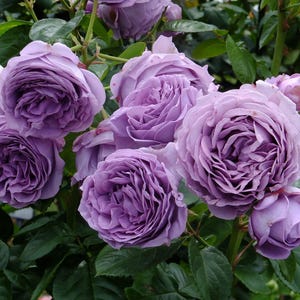 Puede incluir: Un grupo de rosas de color lavanda con pétalos rizados, floreciendo en un arbusto verde.
