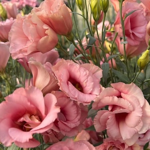 Blooms2245 Eustoma rosa Lisianthus 5 Samen Seeds