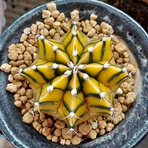 May include: A yellow and green cactus with white spines in a brown pot. The cactus has a star-shaped form with many points.