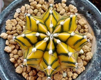 Melo1295 Astrophytum couleur jaune Cactus Cactus 5 graines