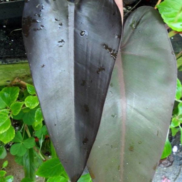 Blooms1683 Philodendron dark Lord black Plants Indoorplants 3 Samen