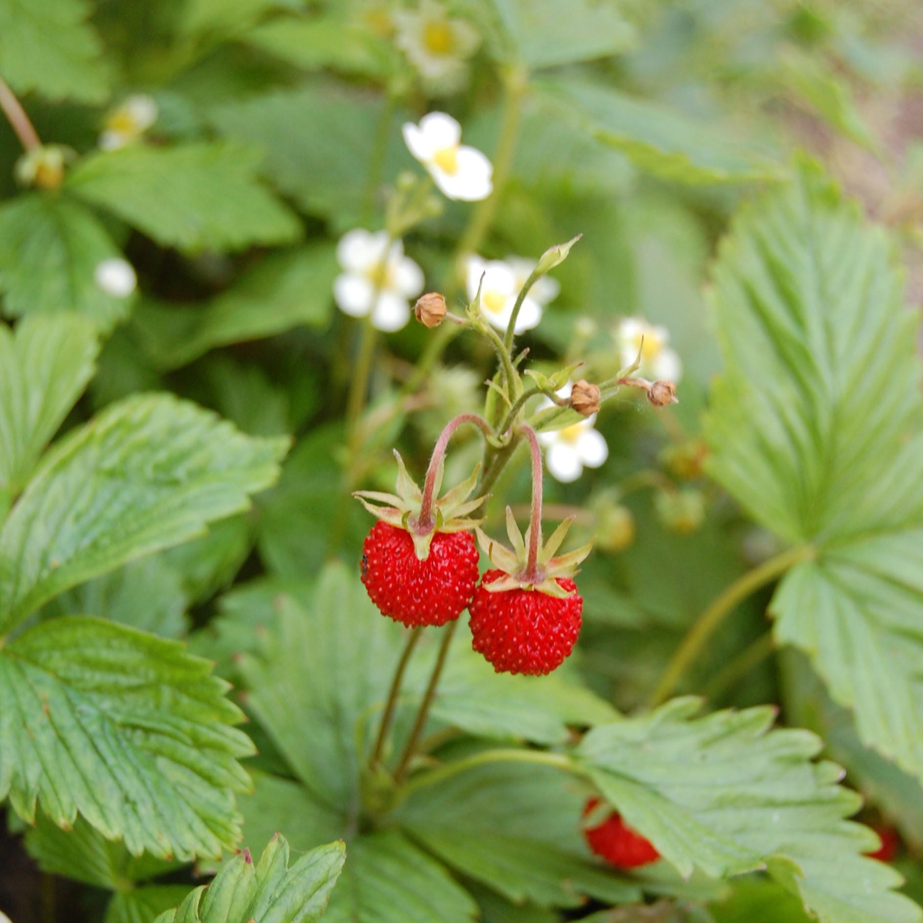 Melo1555 Wild Strawberries Strawberry Vesca Strawberry Wild 15