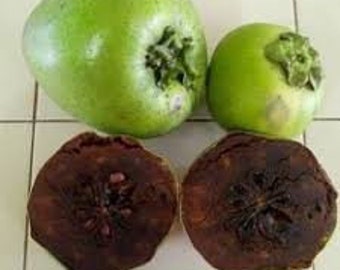 FS27 Sapote Diospyros digyna sapote nero 2 semi