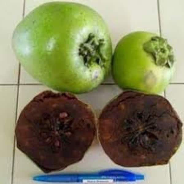 FS27 Sapote Diospyros digyna black Sapote 2 seeds