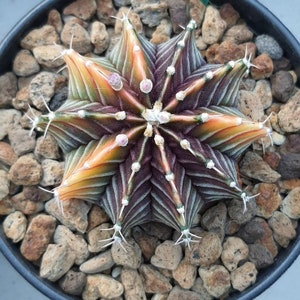 Pode incluir: Vista de cima de um cacto em forma de estrela com tons de laranja, verde e roxo. O cacto tem espinhos brancos e é rodeado por pequenas pedras castanhas claras num vaso preto. Uma planta única e atraente.