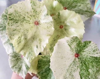 ベゴニア　ルージュ　バリエガータ ベゴニア ルージュ バリエガータ 極上特大株 新芽 お花咲きそう - メルカリ