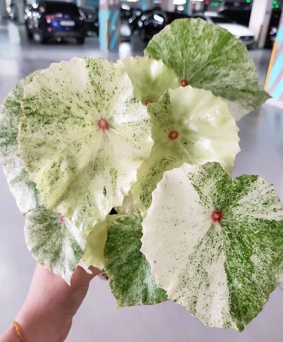 21 ベゴニア　ルージュ　斑入りBegonia Rouge Variegated 48.jpg
