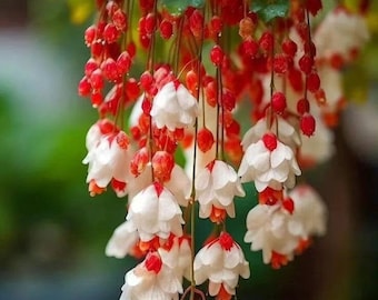 Melo1518 hanging begonia Begonia Wepping hanging plants 10 seeds