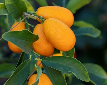 Melo817 Mini Kumquat kleine Orange Mini Orangen 5 Samen