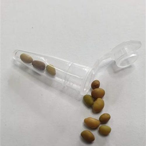 ◆ベゴニア◆【ルージュバリエガータ】 Blooms625 ベゴニア ルージュ バリエガタ ベゴニア ベゴニアの