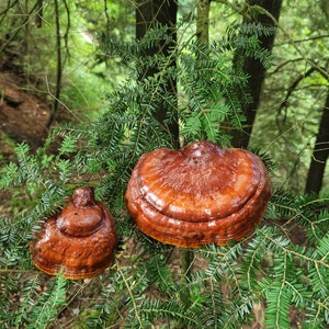 May include: Two brown mushrooms growing on a green evergreen tree branch. The larger mushroom is on the right and the smaller mushroom is on the left.