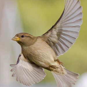 Nature Photography Art Sparrow Bird Photography Digital Image
