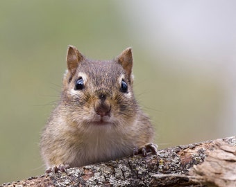 May include: A close-up of a chipmunk with brown fur and black eyes looking directly at the camera. The chipmunk is sitting on a branch with a blurred green background.