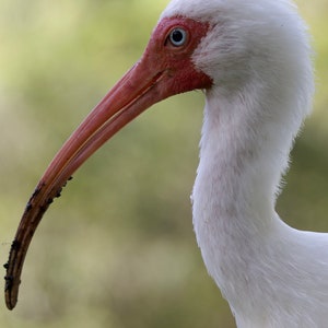 Ibis Photography Art Nature Photography White Ibis Digital Download