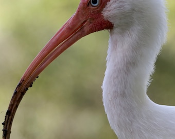 Ibis Fotografie Kunst Naturfotografie Weißer Ibis Digital Download