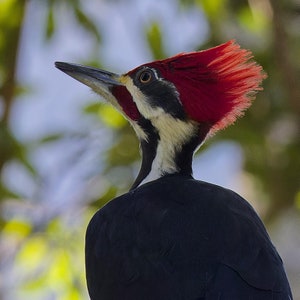 Nature Photography Art Pileated Woodpecker Photograph Digital Image
