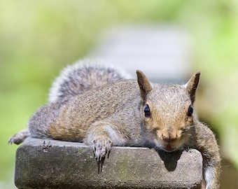 Naturfotografi Konst Ekorrefotografi Digital nedladdning