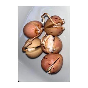 2 Hass Avocado Sprouted Seeds, Organic Gourmet Cooking