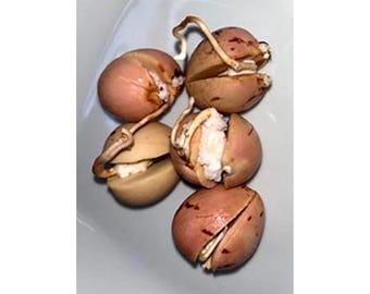 2 Hass Avocado Sprouted Seeds, Organic Gourmet Cooking