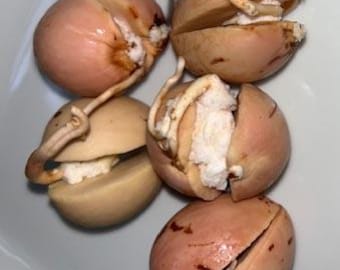 Hass Avocado Sprouting Seeds Live Perennial Trees Organic No GMOs