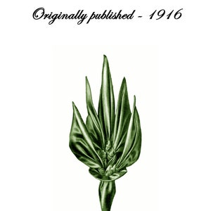 Może przedstawiać: Ilustracja zielonego kwiatu z wstążki, część projektu modniarskiego. Obraz pochodzi z publikacji zatytułowanej "Millinery Flowers Ribbon Work - Part 5", pierwotnie opublikowanej w 1916 roku. Obraz jest na białym tle.