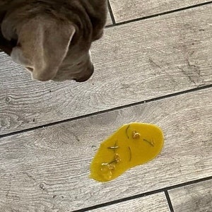 May include: A gray dog looking at a yellow stain on a light brown wood floor.