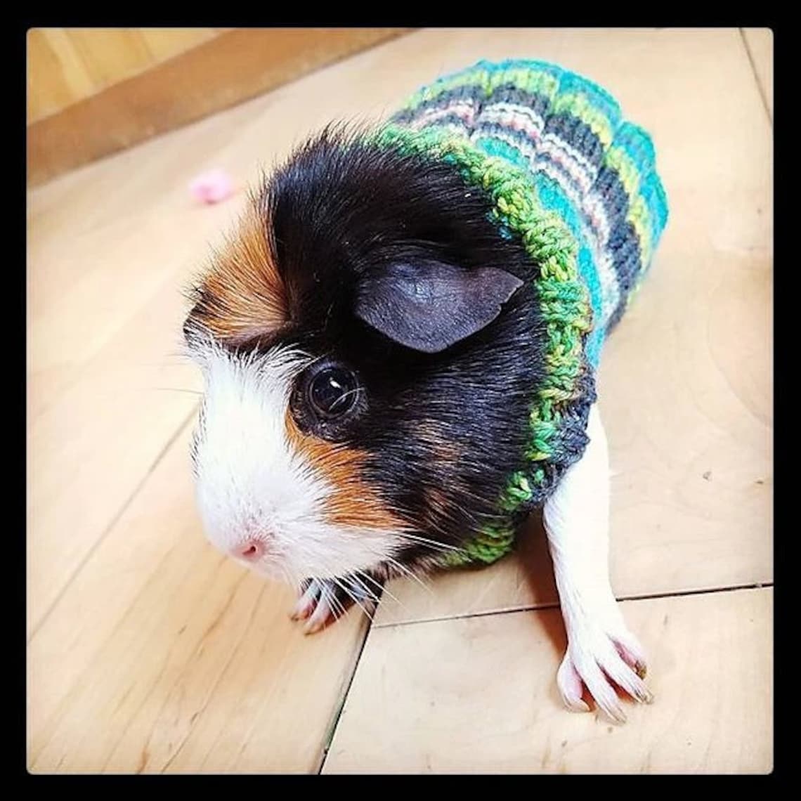 Easy Knit Guinea Pig Sweater Pattern Etsy