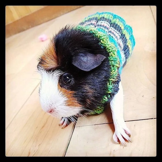 Easy Knit Guinea Pig Sweater Pattern Etsy