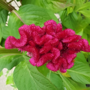 Celosia Cristata Seeds-free shipping