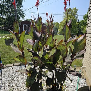 2 red canna bulbs with dark leaves