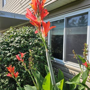 2 coral/yellow canna bulbs