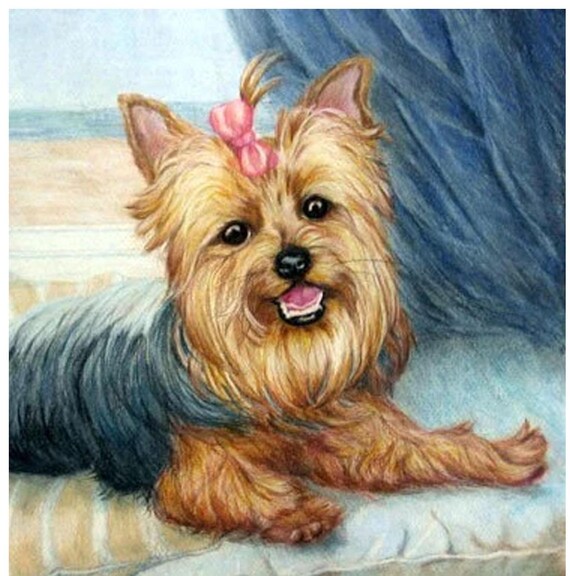 Custom dog portrait, Yorkie art, custom pet portrait artist Robin Zebley, Yorkshire Terrier