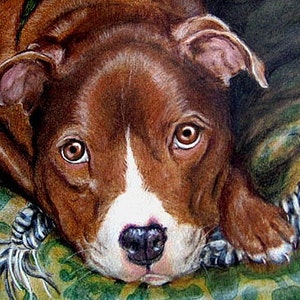 May include: A brown and white pit bull dog with brown eyes looking directly at the camera. The dog is lying on a green and brown patterned surface.