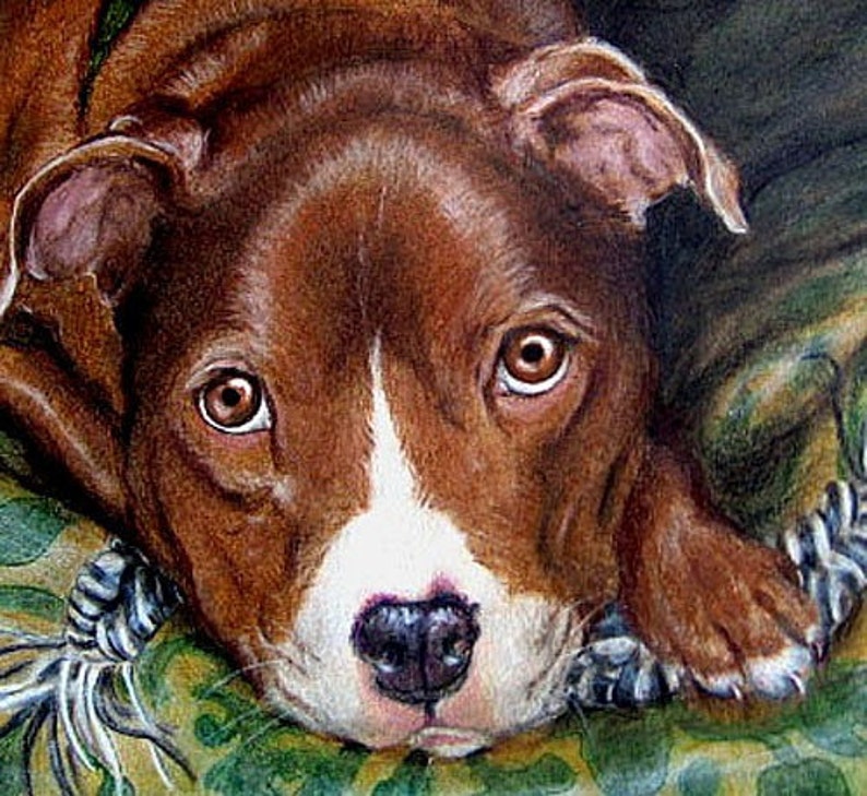 May include: A brown and white pit bull dog with brown eyes looking directly at the camera. The dog is lying on a green and brown patterned surface.