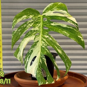 High Variegated Monstera Albo • Rare Houseplant • Full Grown • Free Shipping
