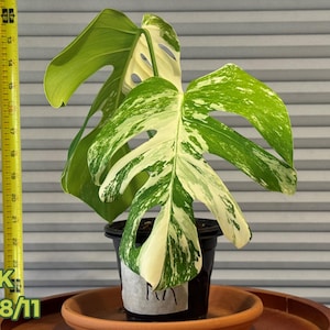 High Variegated Monstera Albo • Rare Houseplant • Full Grown • Free Shipping