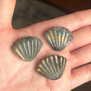 Flashy Labradorite Shell Carving ~ Beautiful Labradorite ~ Blue And Yellow Flash Labradorite ~ Crystal Shell ~ Crystal Healing