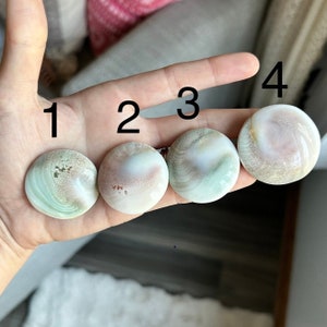 YOU PICK Polished Sun Shell Fossil ~ High Quality Sun Shell Fossil ~ Sun Shell