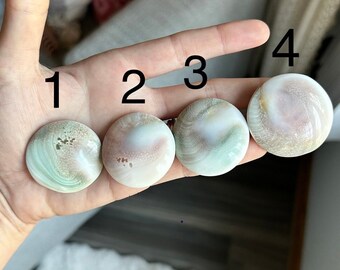 YOU PICK Polished Sun Shell Fossil ~ High Quality Sun Shell Fossil ~ Sun Shell