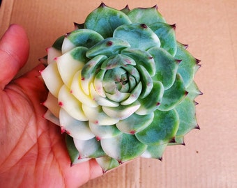 Echeveria Chihuahuaensis Variegated 3" Fully Rooted