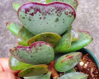 Fully Rooted Adromischus Triflorus 'Calico Hearts' 4 inch Planter Pot