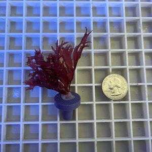 Dragon’s Breath Red Macro Algae Saltwater Marine Refugium Reef Tank Plant