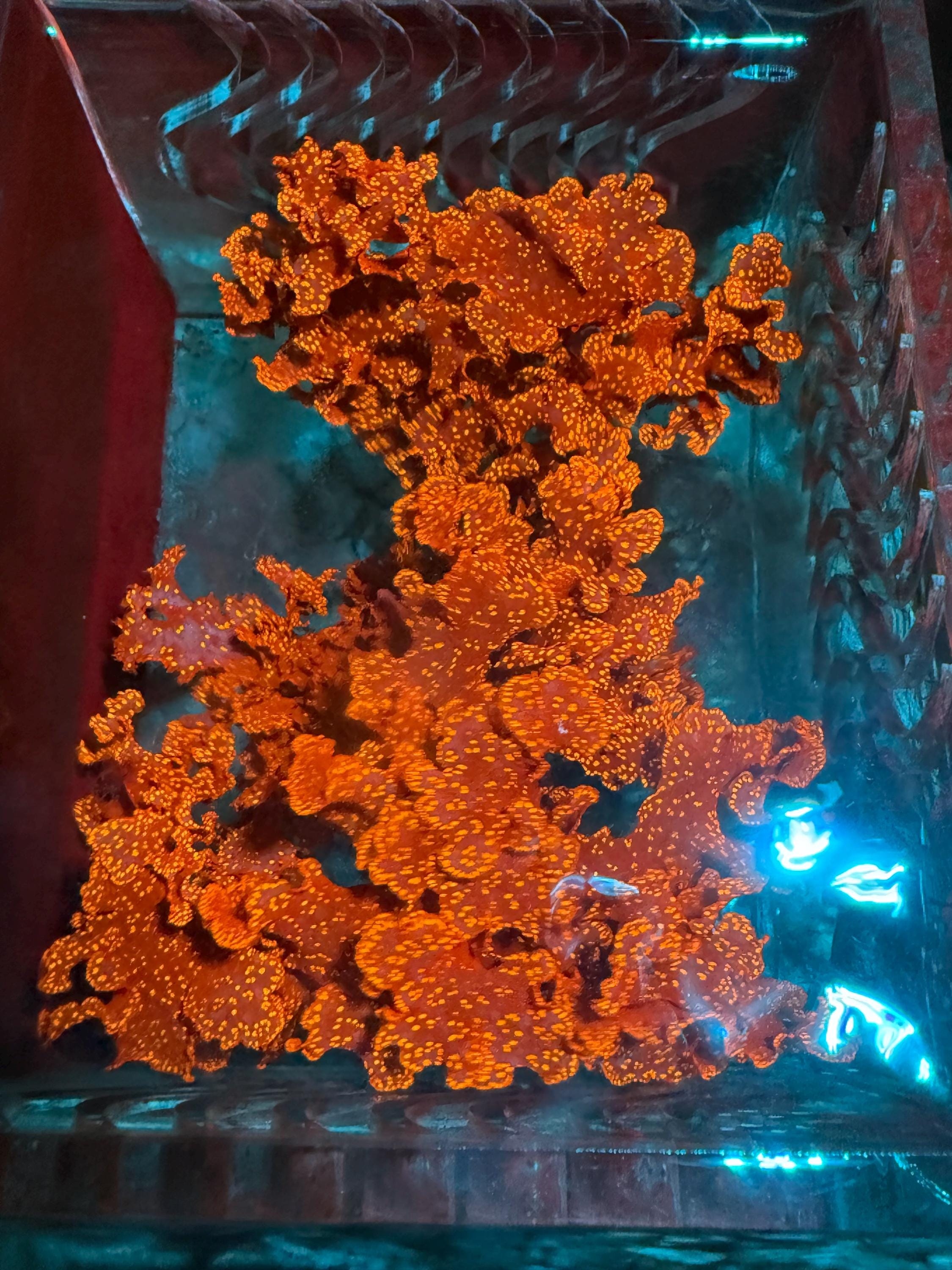 Atomic Broccoli Red Sparkle Macro Algae Saltwater Marine Refugium Reef Tank Plant