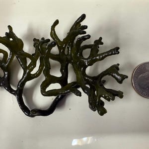 May include: A dark green seaweed specimen with a branching, intricate structure. The seaweed is about the size of a US quarter.
